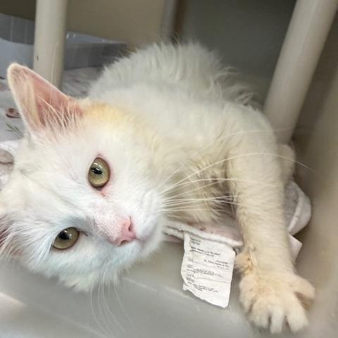 Enlarge Guy Fieri, a Adoptable Domestic Medium Hair in New Fairfield, CT image 5/6