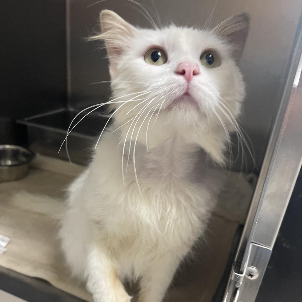 Enlarge Guy Fieri, a Adoptable Domestic Medium Hair in New Fairfield, CT image 6/6