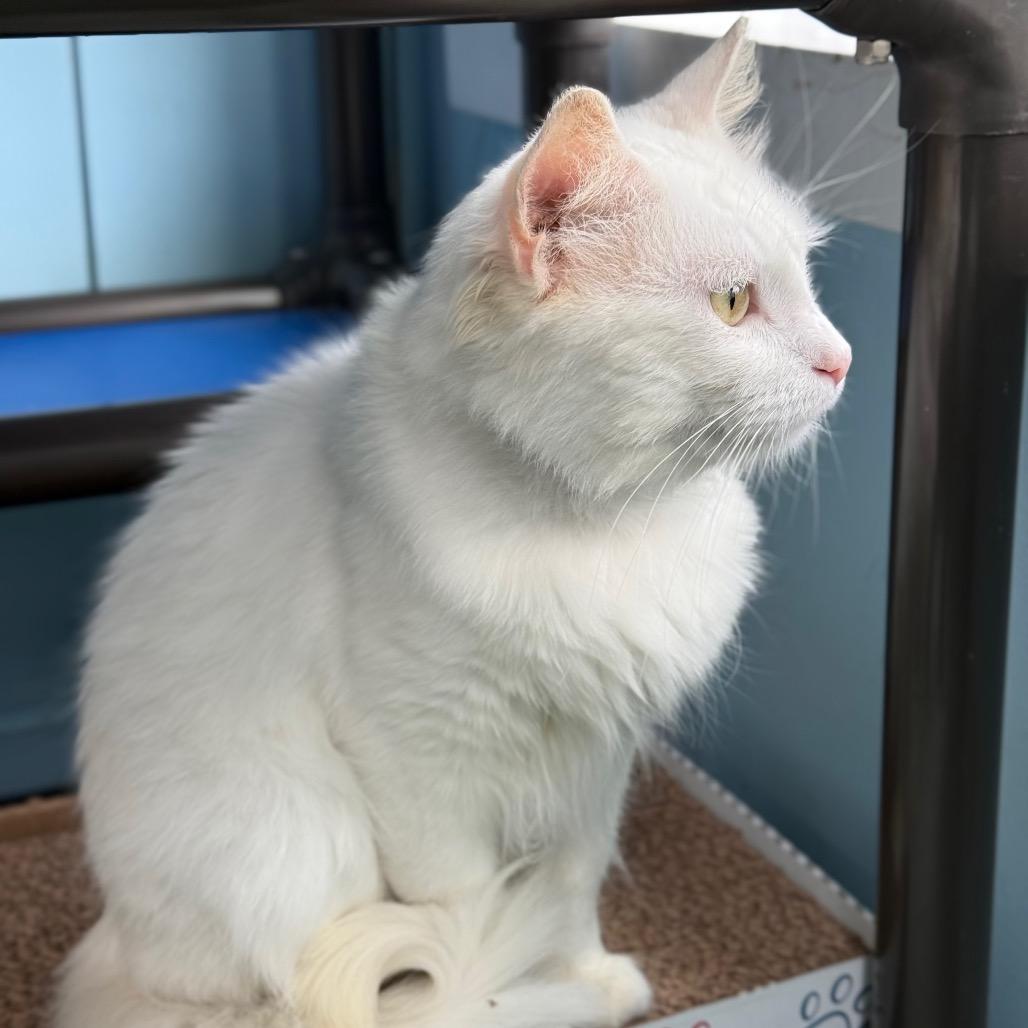 Enlarge Guy Fieri, a Adoptable Domestic Medium Hair in New Fairfield, CT image 6/6
