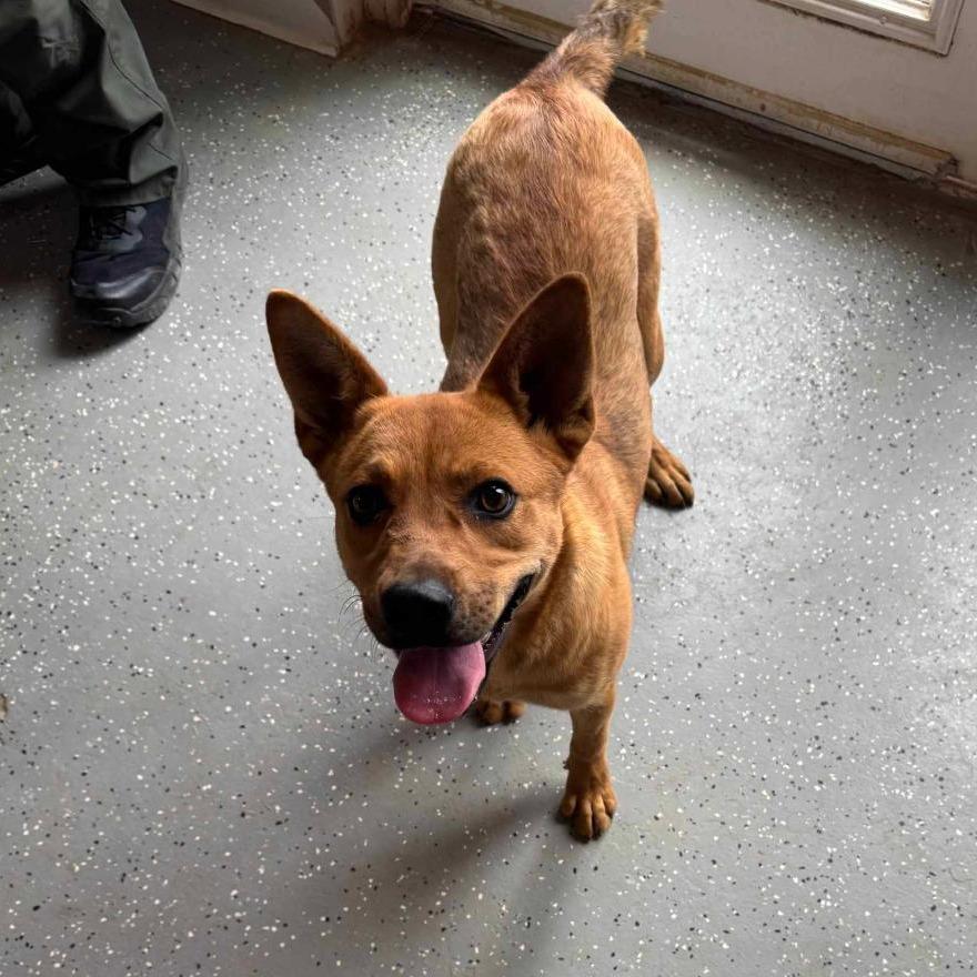 Skye, Adoptable, Young Female Cattle Dog.