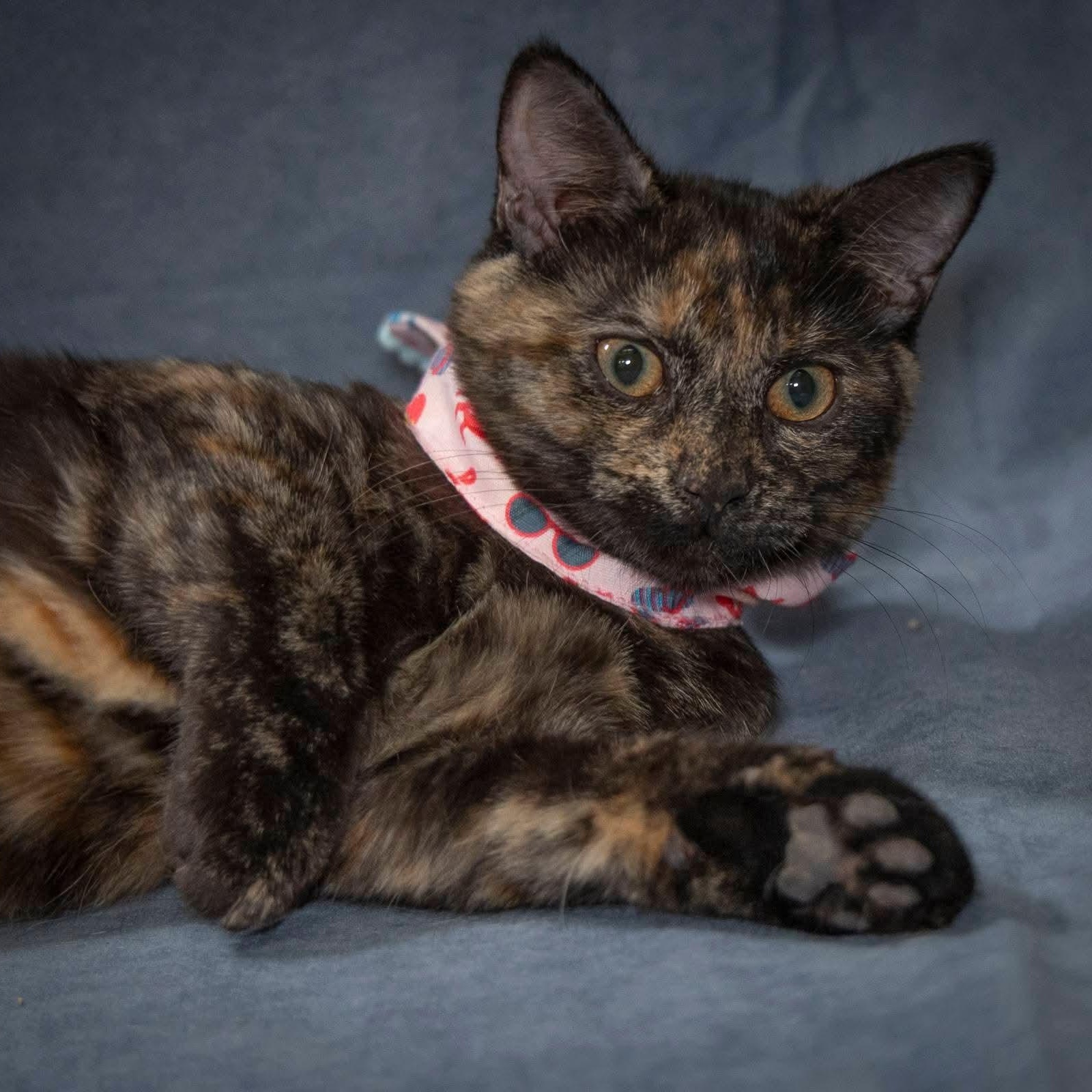 Enlarge Autumn, a Adoptable Domestic Medium Hair in SCOTTSDALE, AZ image 2/2