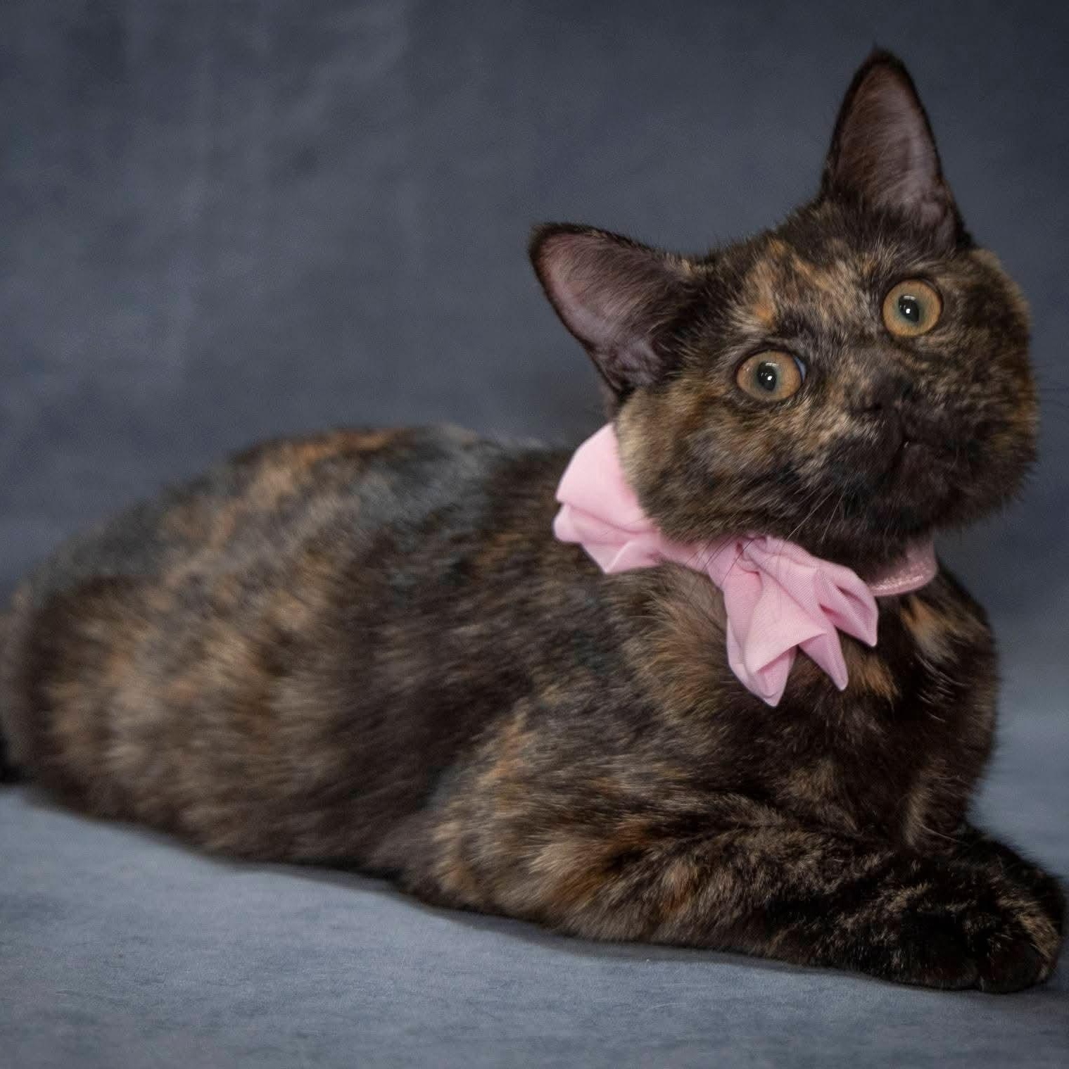 Autumn, Adoptable, Young Female Domestic Medium Hair.