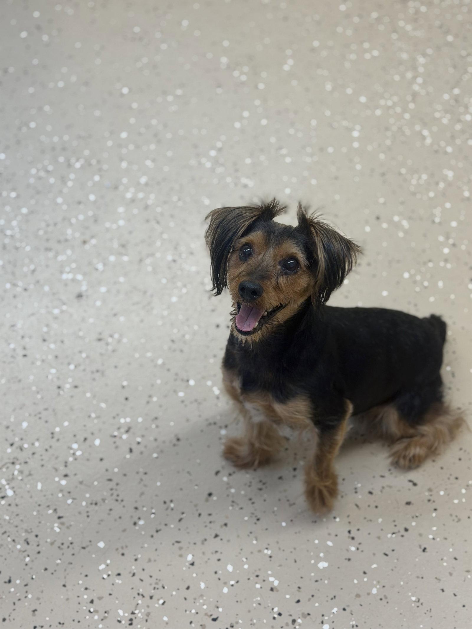 Enlarge Jason, a Adoptable Yorkshire Terrier in York, SC image 1/3
