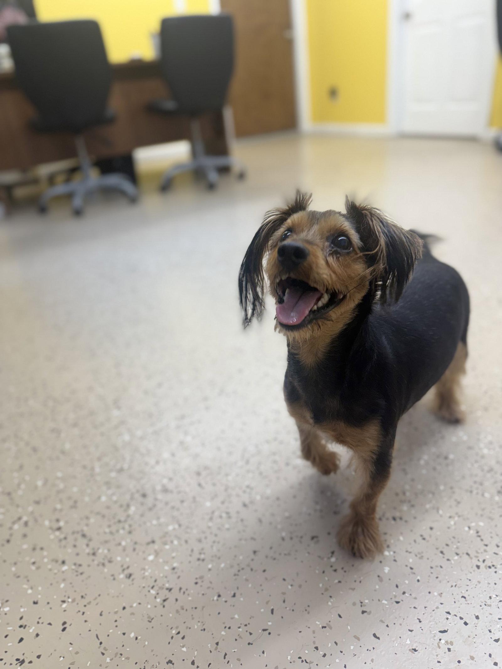 Enlarge Jason, a Adoptable Yorkshire Terrier in York, SC image 2/3