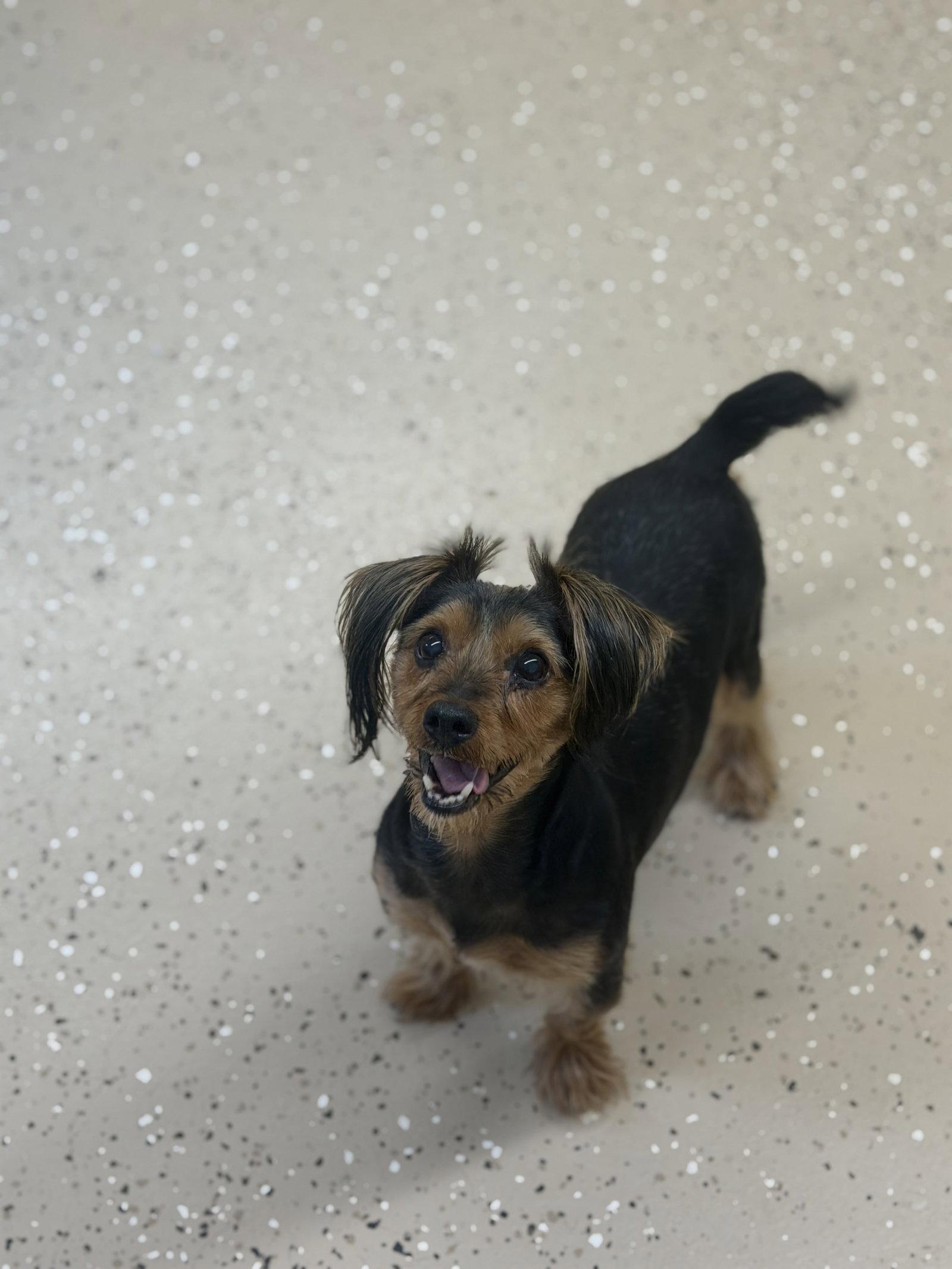 Enlarge Jason, a Adoptable Yorkshire Terrier in York, SC image 3/3