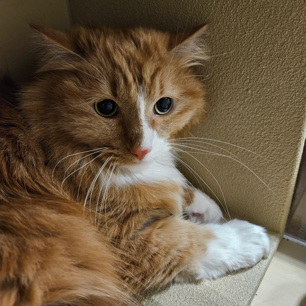 Enlarge Benji, a Adoptable Domestic Long Hair in Las Vegas, NV image 1/1