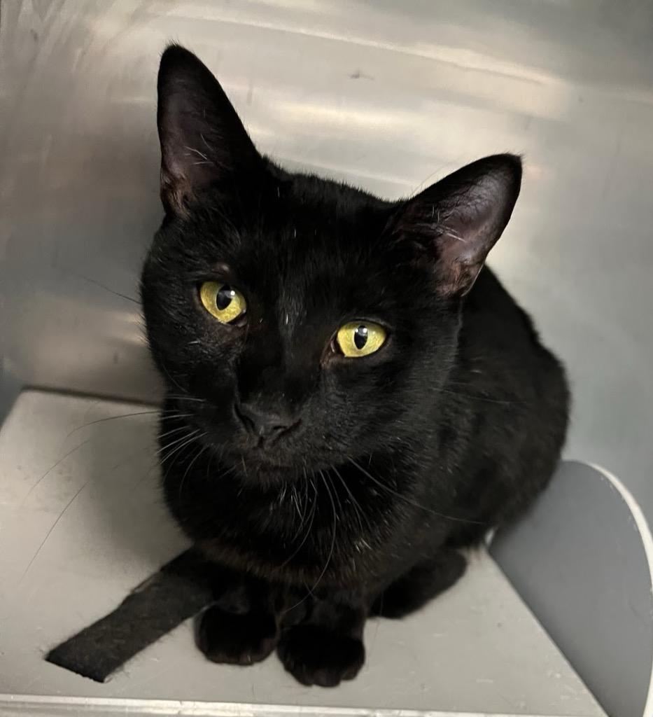 Mahindra, Adoptable, Young Female Domestic Short Hair.