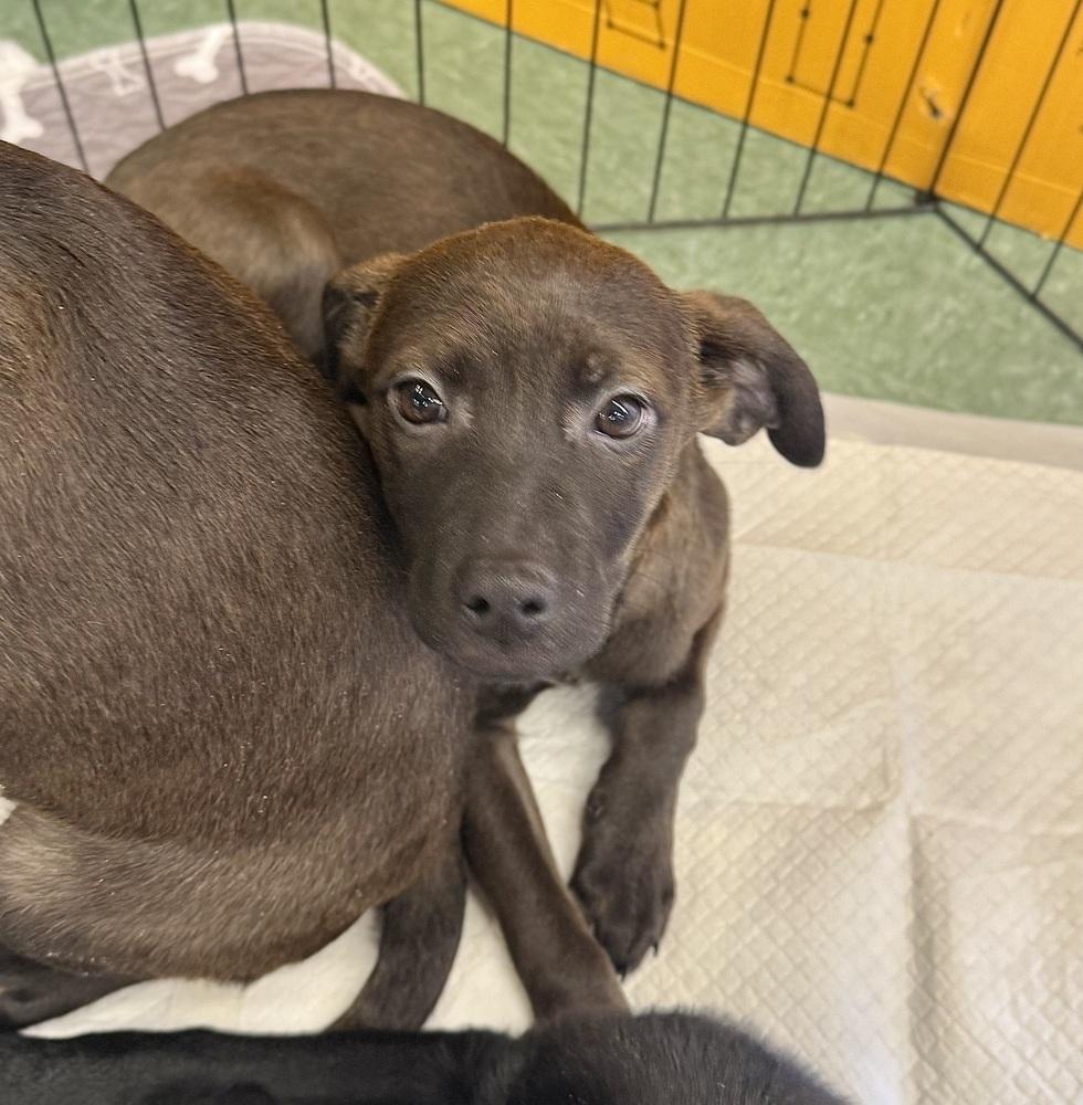 Enlarge Etta, a Adoptable mixed breed in Middletown, CT image 1/6