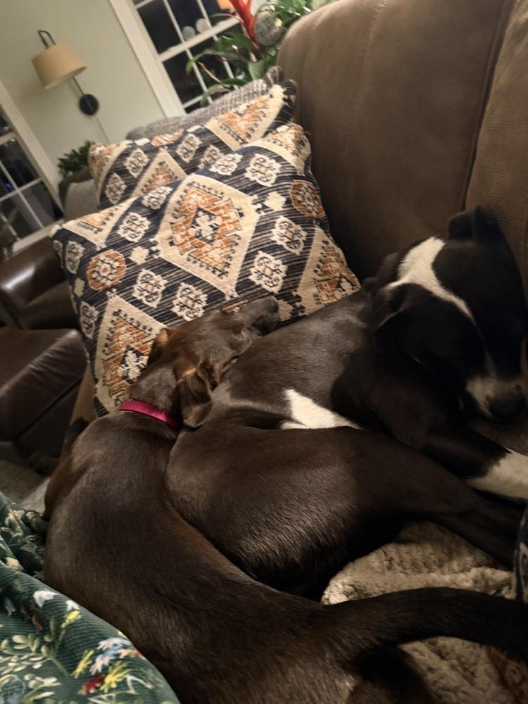 Etta, Adoptable, Puppy Female Labrador Retriever.