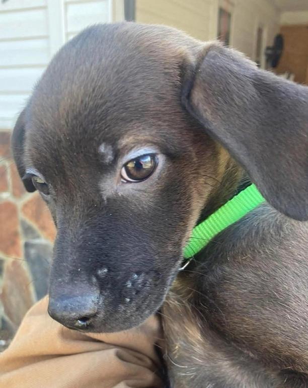 Enlarge Etta, a Adoptable mixed breed in Middletown, CT image 2/6