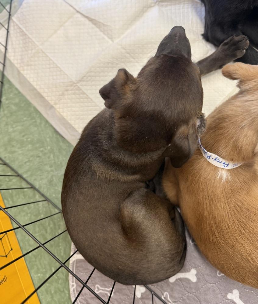 Enlarge Etta, a Adoptable mixed breed in Middletown, CT image 3/6