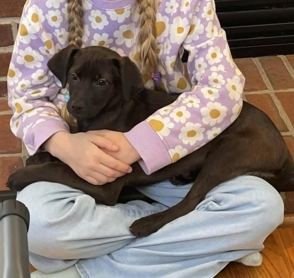 Enlarge Etta, a Adoptable mixed breed in Middletown, CT image 5/6