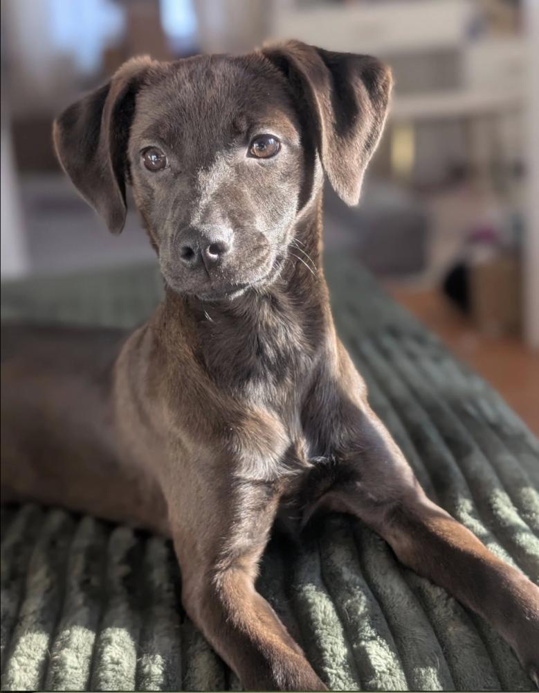 Enlarge Etta, a Adoptable mixed breed in Middletown, CT image 3/6