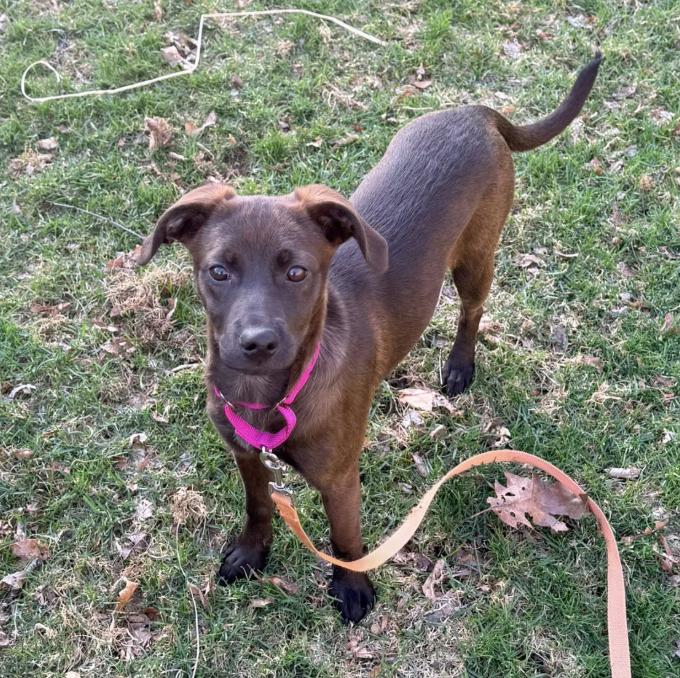 Enlarge Etta, a Adoptable mixed breed in Middletown, CT image 4/6