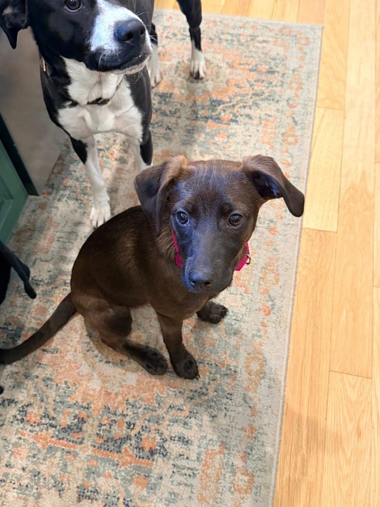 Etta, a Adoptable mixed breed in Middletown, CT image 4/6