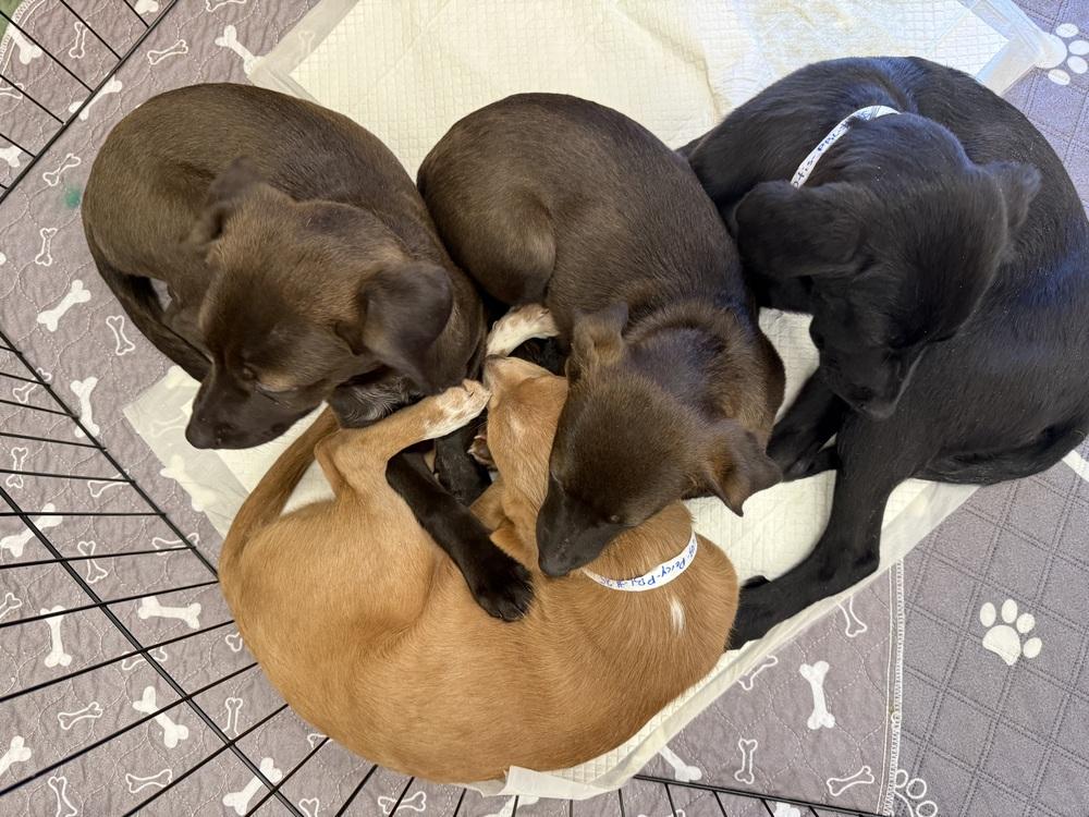 Enlarge Etta, a Adoptable mixed breed in Middletown, CT image 6/6