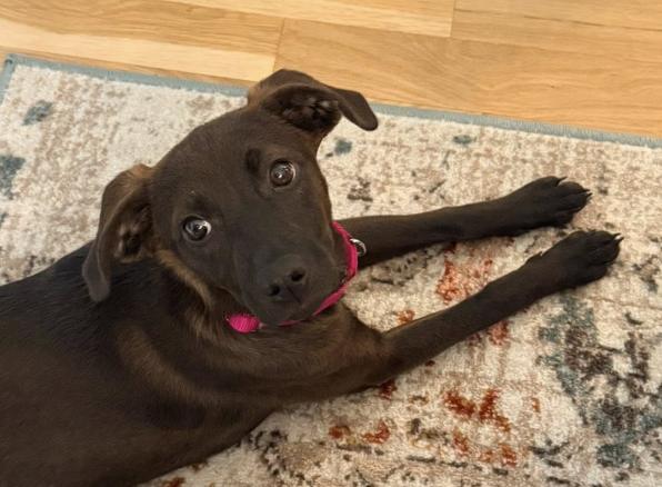 Enlarge Etta, a Adoptable mixed breed in Middletown, CT image 5/6