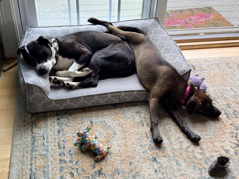 Etta, a Adoptable mixed breed in Middletown, CT image 5/6
