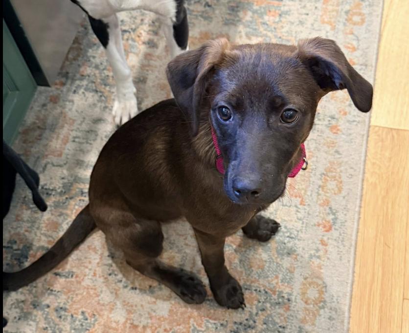 Enlarge Etta, a Adoptable mixed breed in Middletown, CT image 6/6