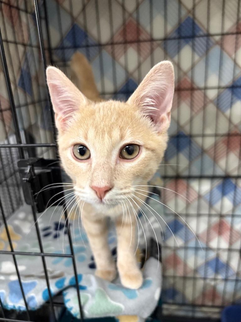 Butters, Adoptable, Young Male Domestic Short Hair.