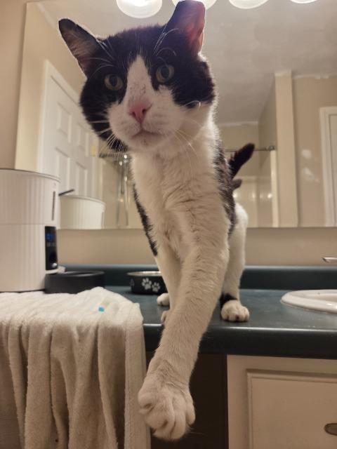 Smoothie, Adoptable, Young Male Domestic Short Hair.