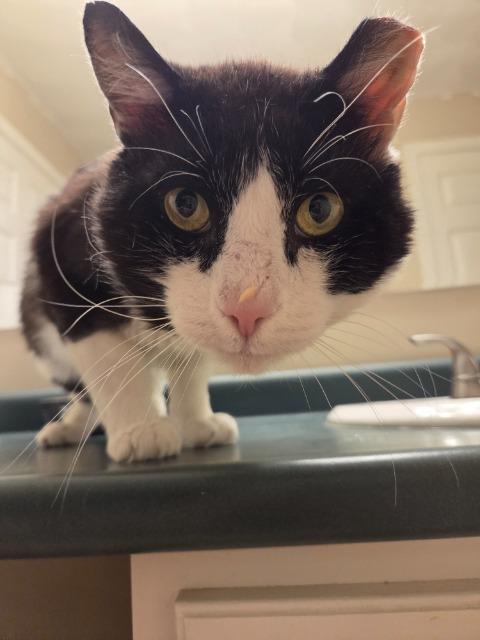 Enlarge Smoothie, a Adoptable mixed breed in Pawtucket, RI image 2/4