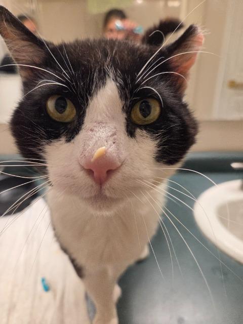Enlarge Smoothie, a Adoptable mixed breed in Pawtucket, RI image 3/4