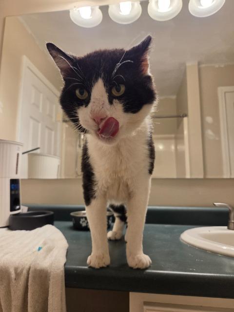 Enlarge Smoothie, a Adoptable mixed breed in Pawtucket, RI image 4/4