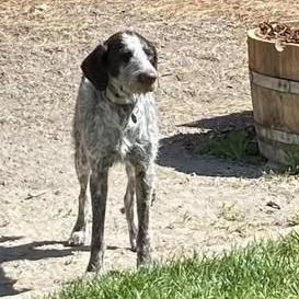 Dolly (Santa Maria, California), Adoptable, Adult Female German Wirehaired Pointer.