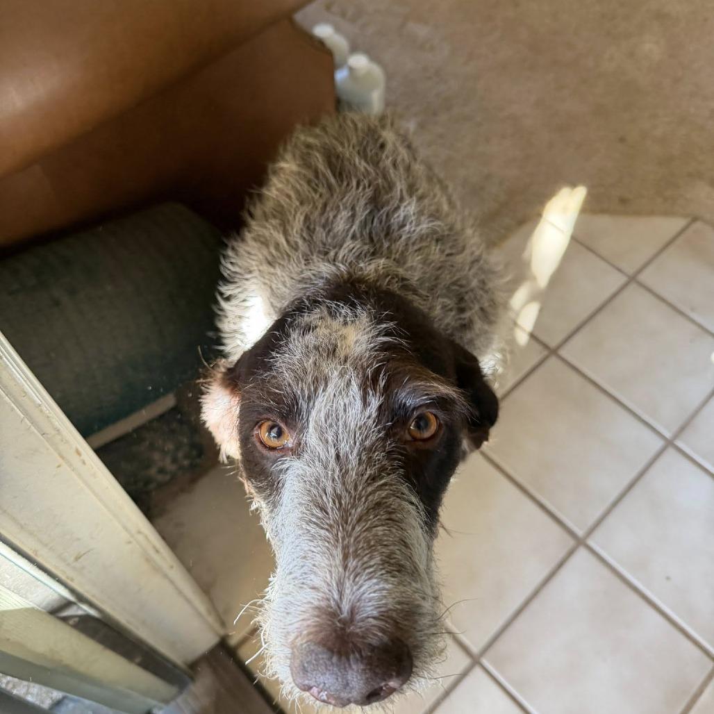 Dolly (Santa Maria, California), a Adoptable German Wirehaired Pointer in Santa Rosa, CA image 2/2