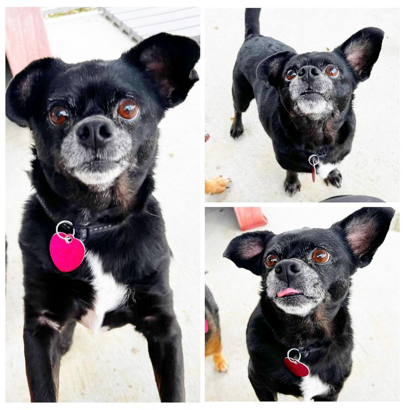 William, Adoptable, Senior Male Pug.