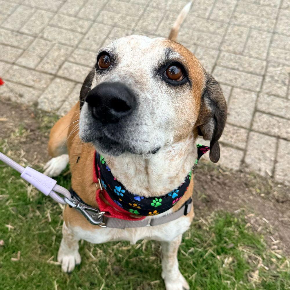 Walter, Adoptable, Adult Male Hound & Terrier.