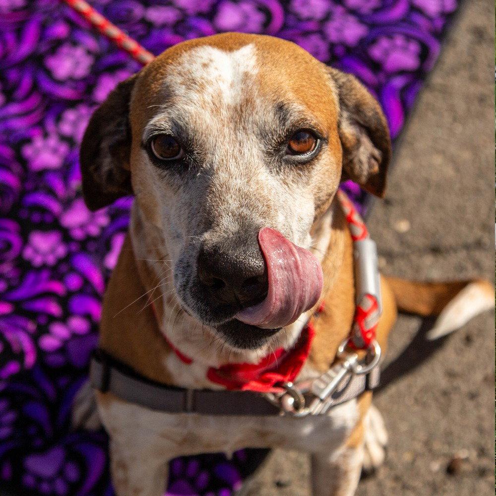 Walter, Adoptable, Adult Male Hound & Terrier.