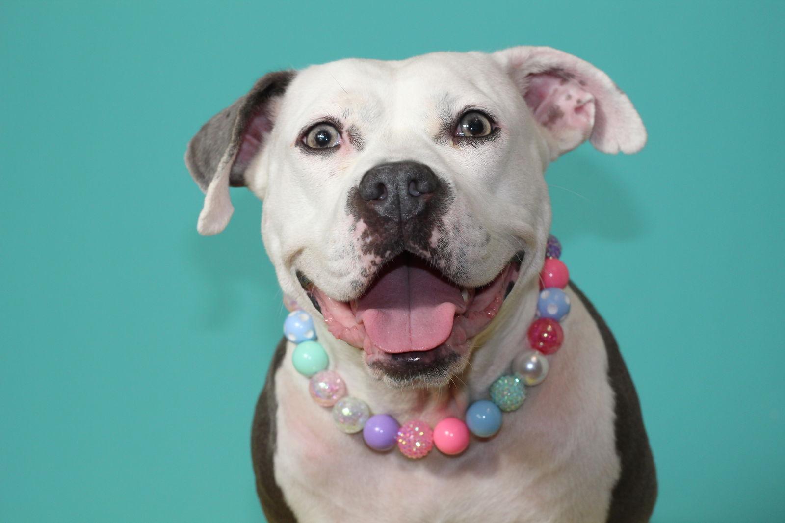 Stella, a Adoptable mixed breed in Baltimore, MD image 1/3