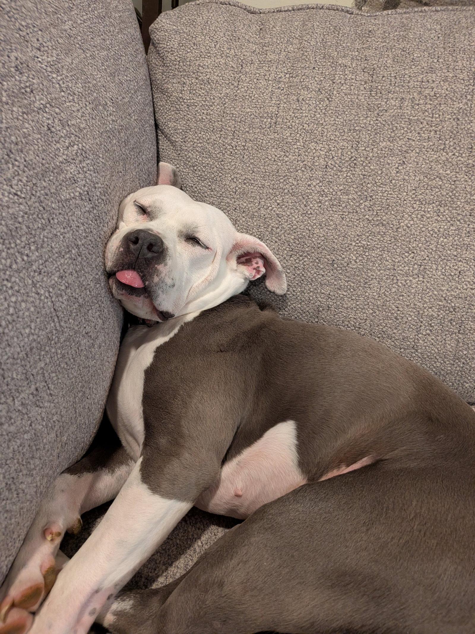 Stella, Adoptable, Young Female American Staffordshire Terrier & Pit Bull Terrier.