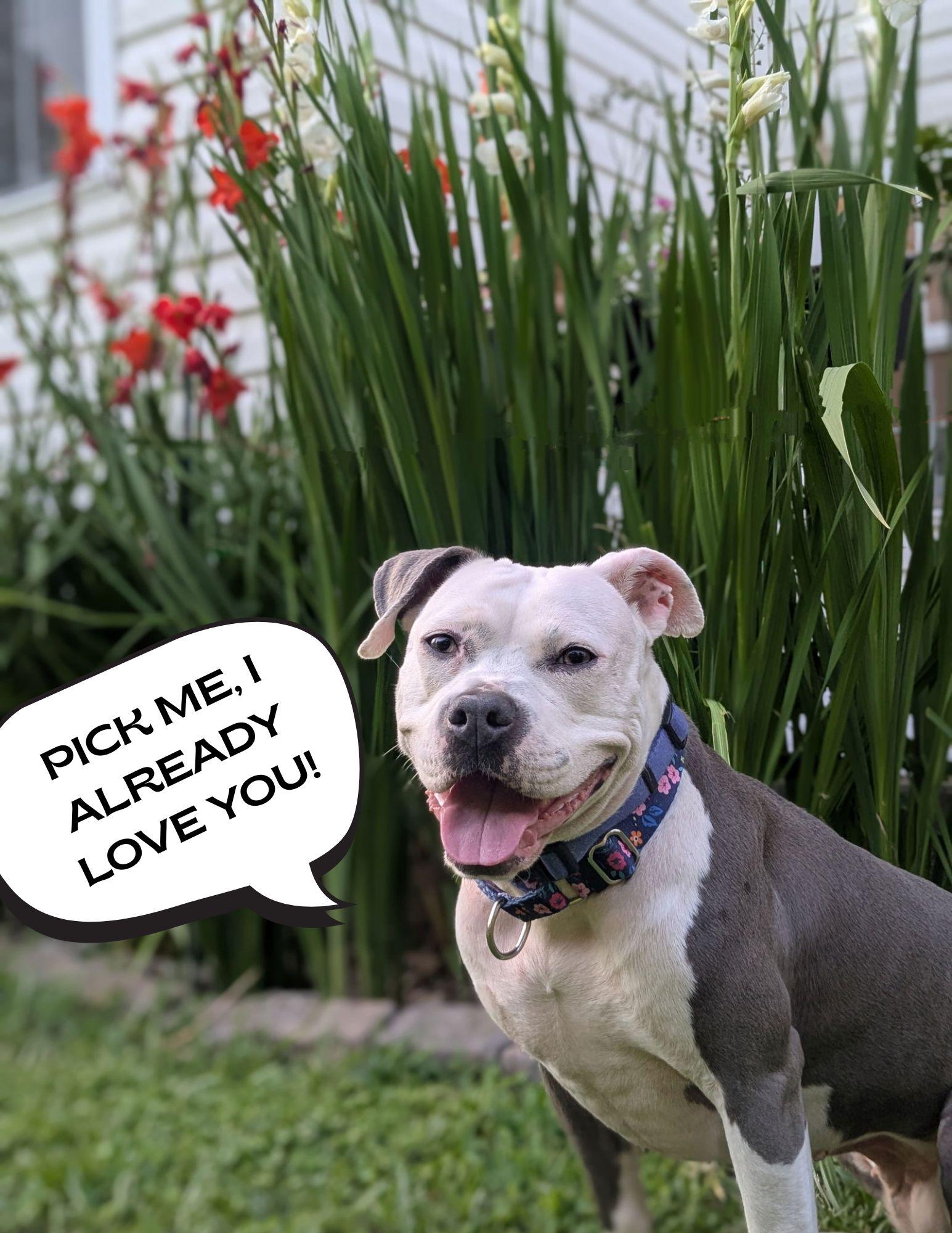 Stella, a Adoptable mixed breed in Baltimore, MD image 2/3