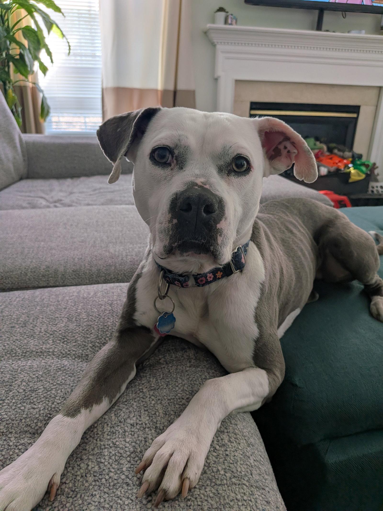 Enlarge Stella, a Adoptable mixed breed in Baltimore, MD image 3/3