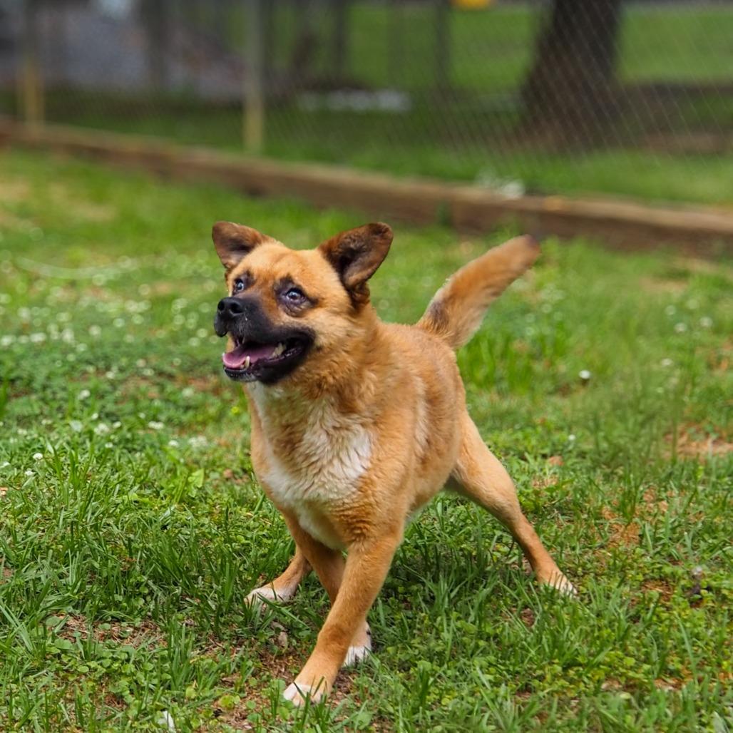 Bear, a Adoptable Mixed Breed in Clanton, AL image 1/4