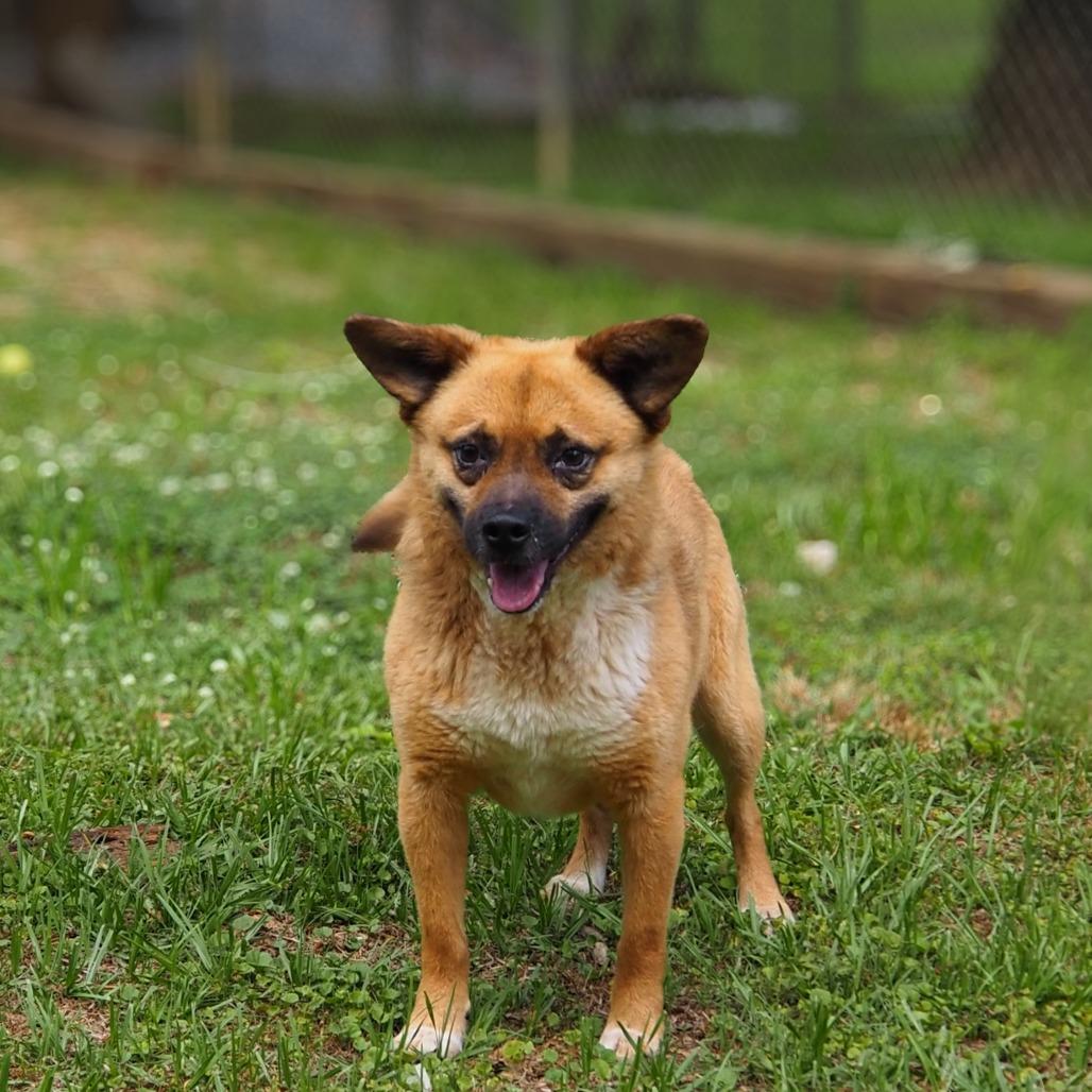 Bear, a Adoptable Mixed Breed in Clanton, AL image 2/4
