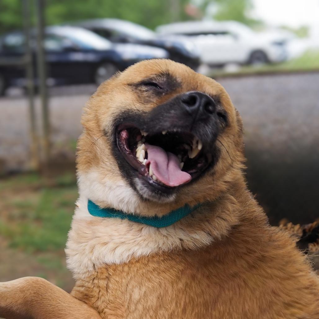 Bear, a Adoptable Mixed Breed in Clanton, AL image 3/4