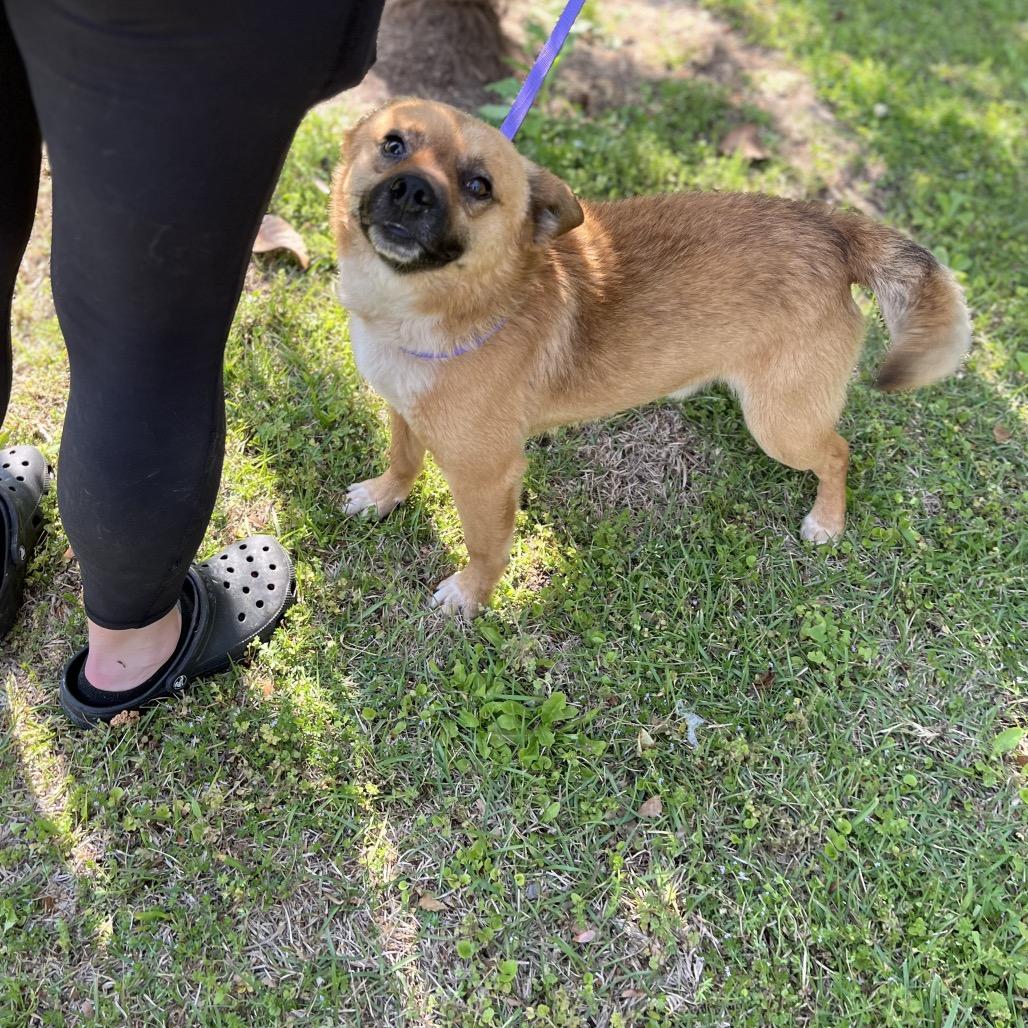 Bear, a Adoptable Mixed Breed in Clanton, AL image 4/4