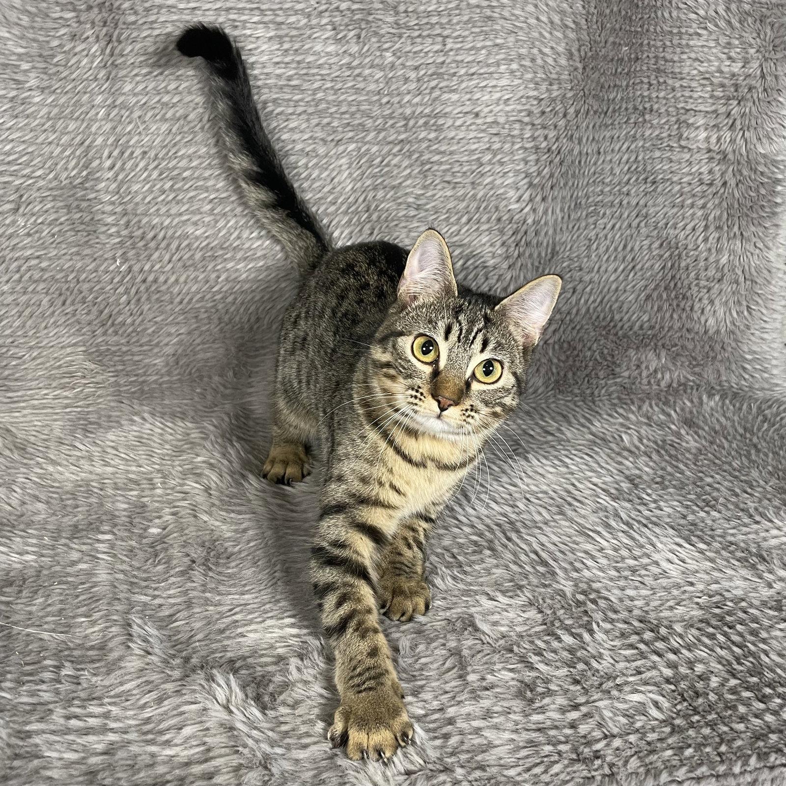 Fleetwood - Andrea foster, Adoptable, Young Female Domestic Short Hair.