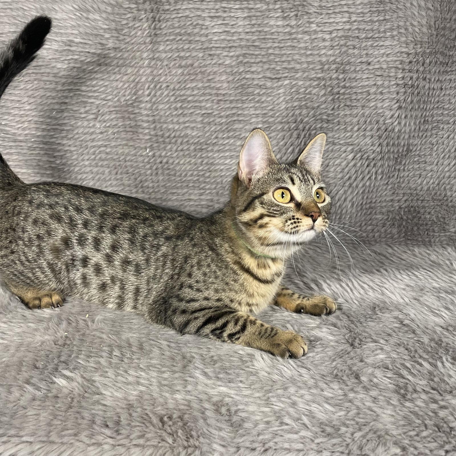 Enlarge Fleetwood - Andrea foster, a Adoptable Domestic Short Hair in Social Circle, GA image 3/3