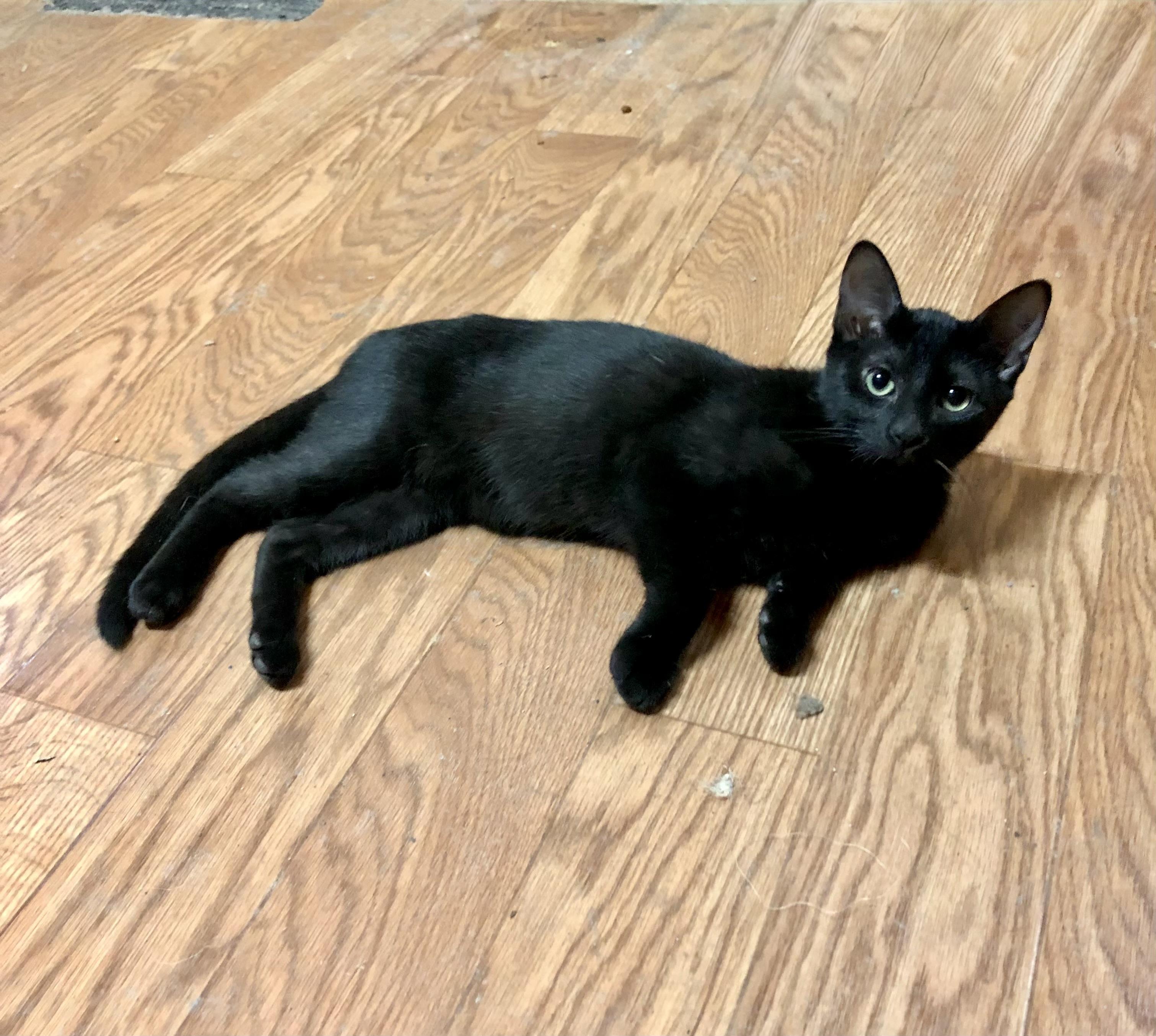 Midnight & Cream Puff