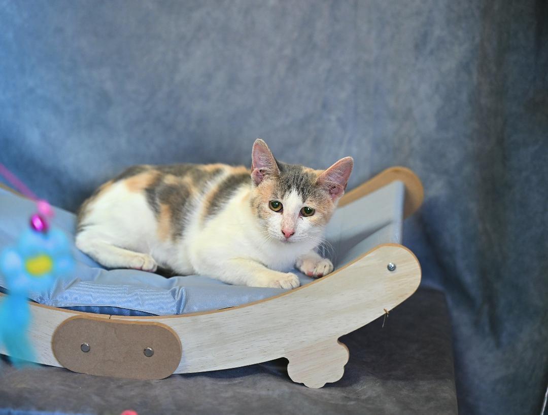 Enlarge Cream Puff, a Adoptable Dilute Calico in Plymouth, MA image 3/4