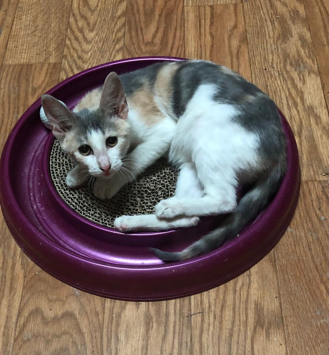 Enlarge Cream Puff, a Adoptable Dilute Calico in Plymouth, MA image 4/4