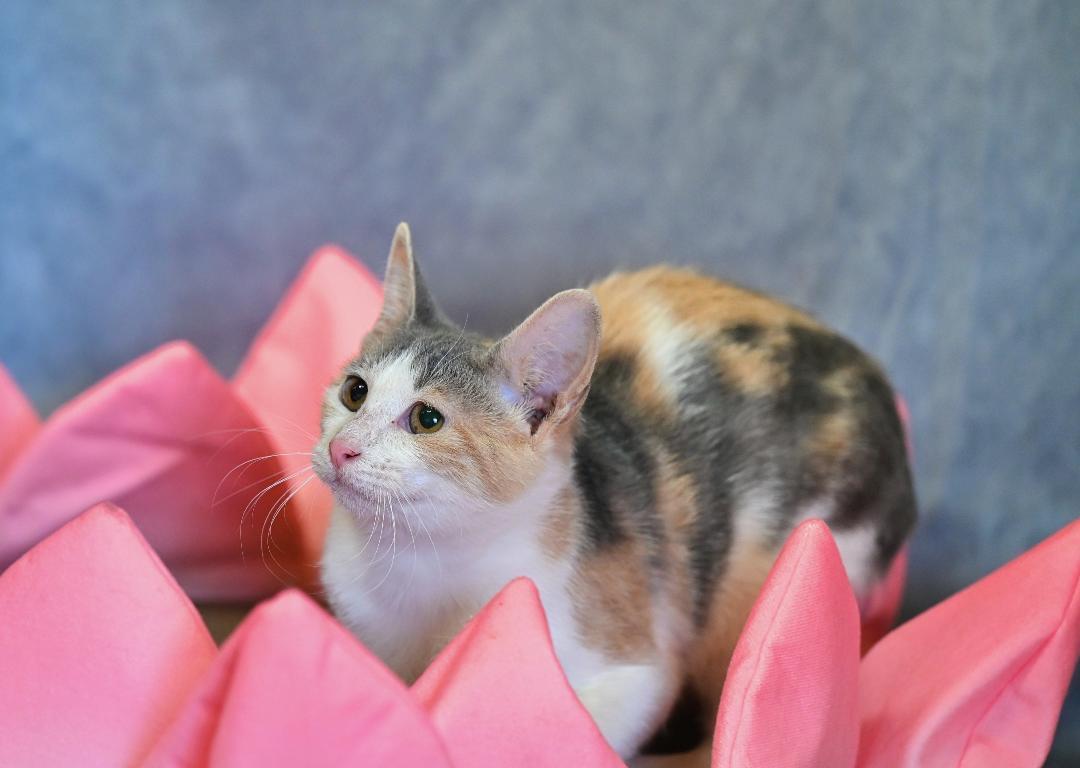 Midnight & Cream Puff photo 1