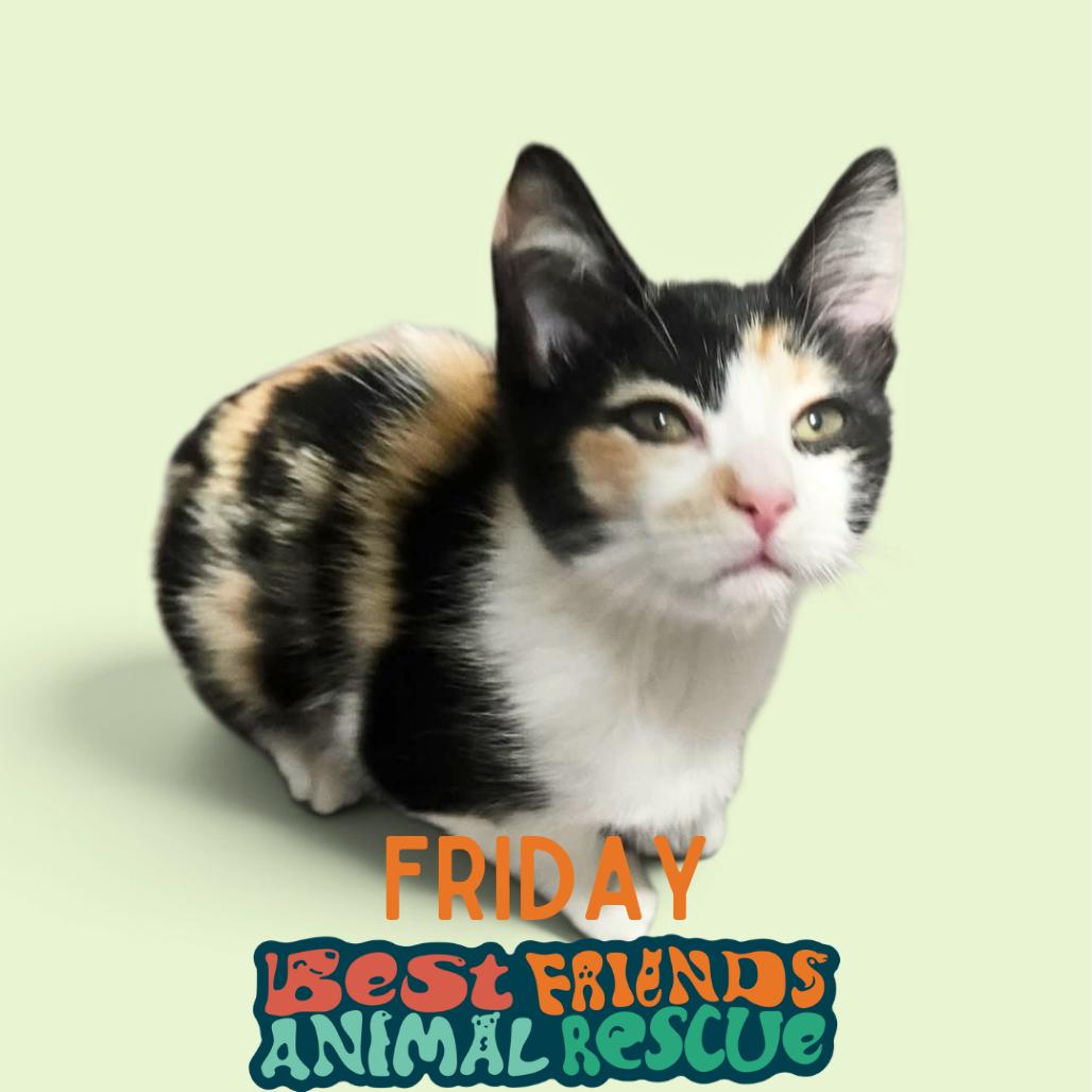 Friday, Adoptable, Kitten Female Domestic Short Hair.