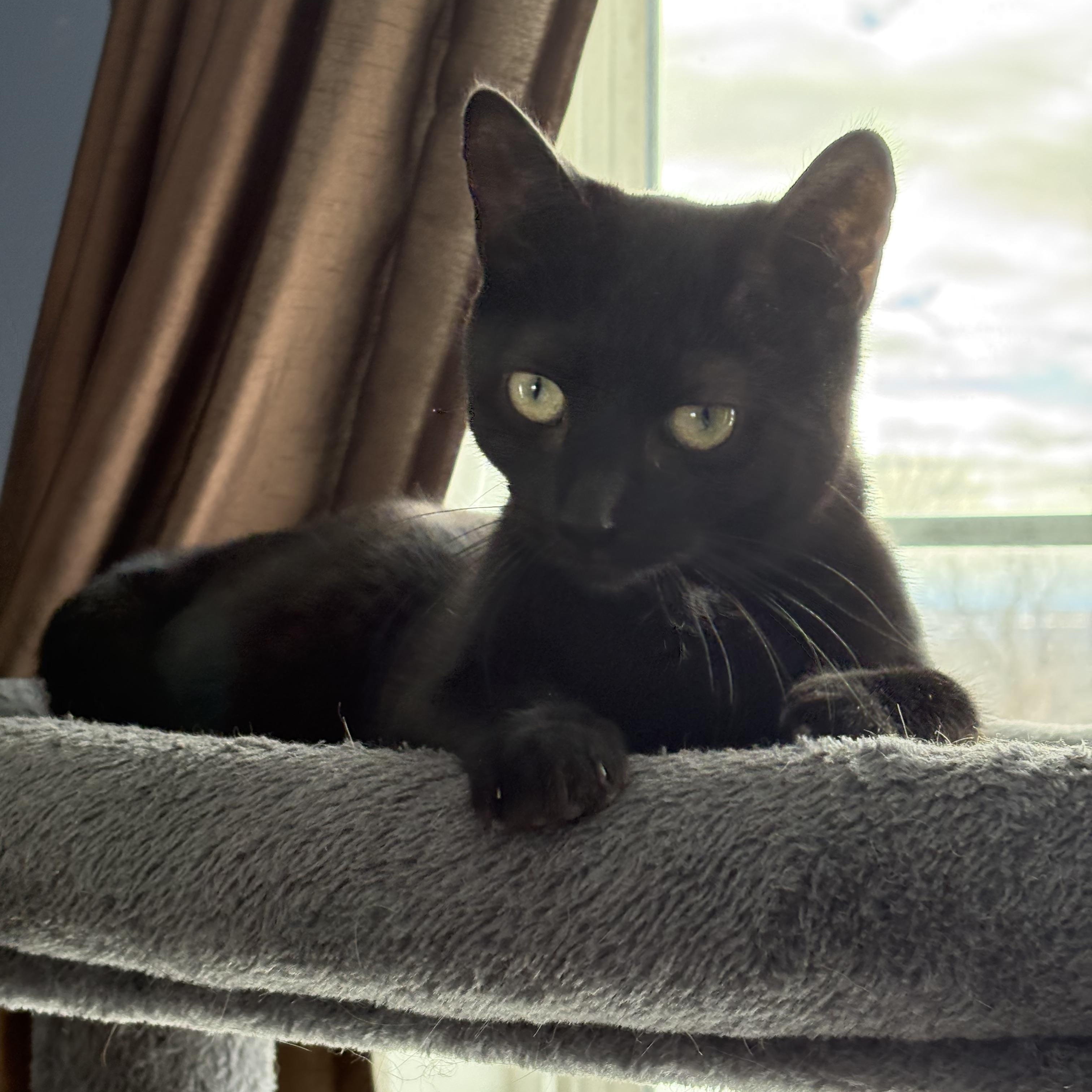 Enlarge Balmoral, a Adoptable mixed breed in Mayfield, NY image 4/4