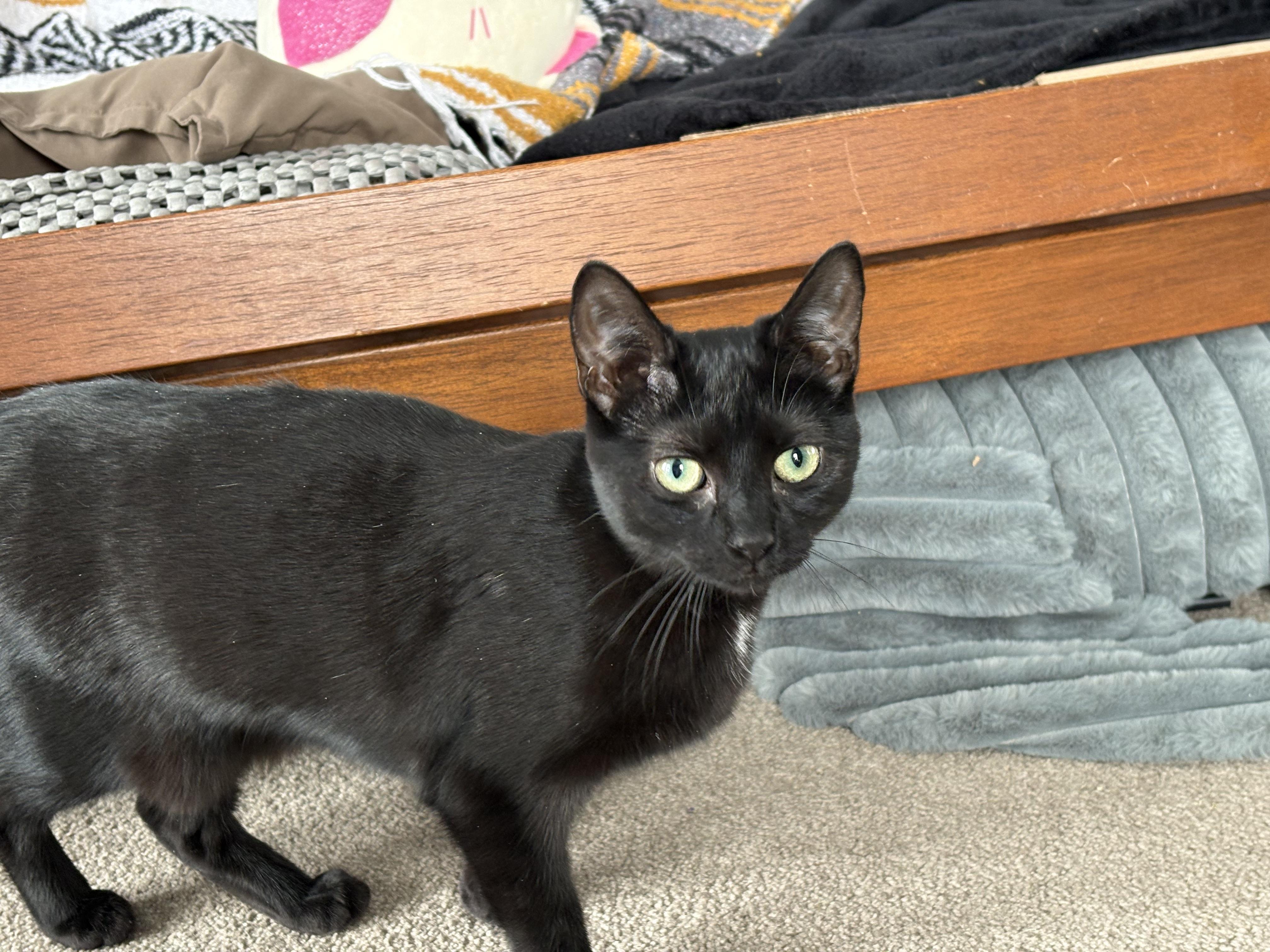 Enlarge Balmoral, a Adoptable mixed breed in Mayfield, NY image 2/4